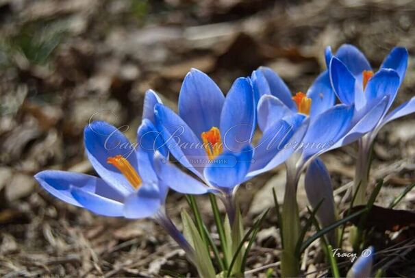 Крокус Голубой (Crocus Blue) — фото 4