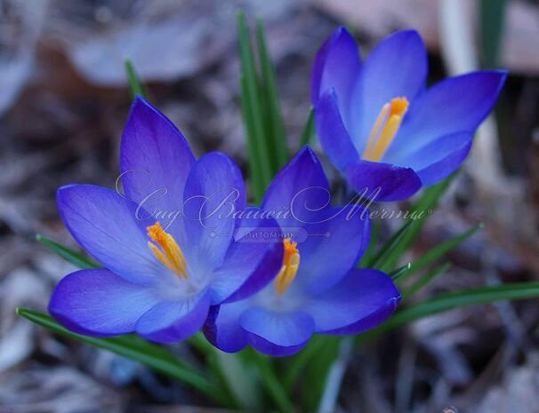 Крокус Голубой (Crocus Blue) — фото 5