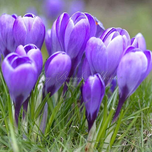 Крокус Гран Мэтр (Crocus Grand Maitre) — фото 2