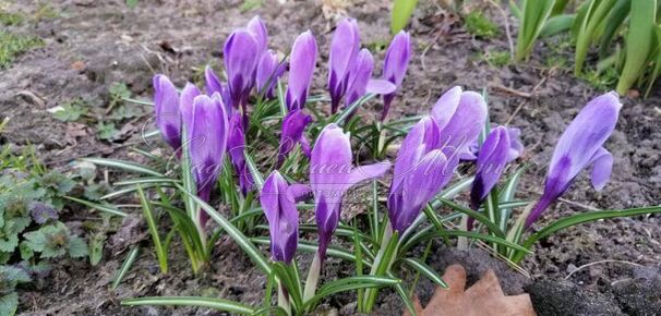 Крокус Гран Мэтр (Crocus Grand Maitre) — фото 3