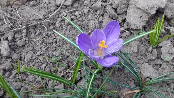 Крокус Гран Мэтр (Crocus Grand Maitre) — фото 4