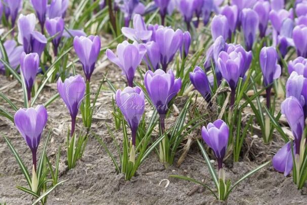 Крокус Гран Мэтр (Crocus Grand Maitre) — фото 5