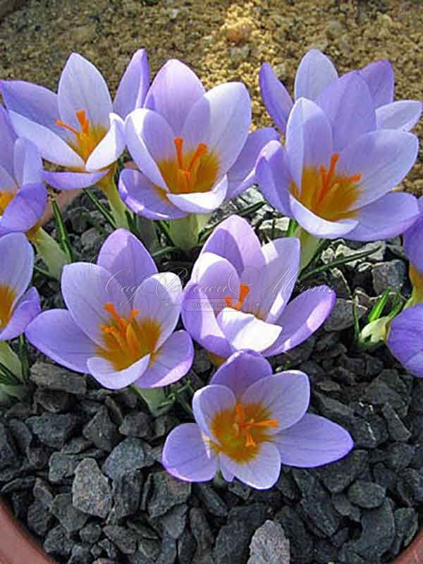 Крокус Гран Мэтр (Crocus Grand Maitre) — фото 6