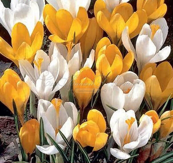 Крокус Желто-белый (Crocus Yellow-White) — фото 2