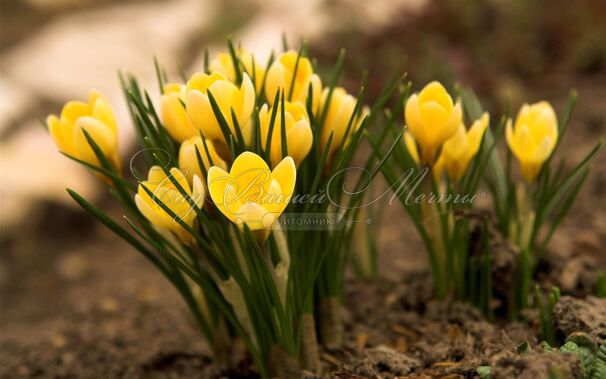 Крокус Желтый (Crocus Yellow) — фото 2