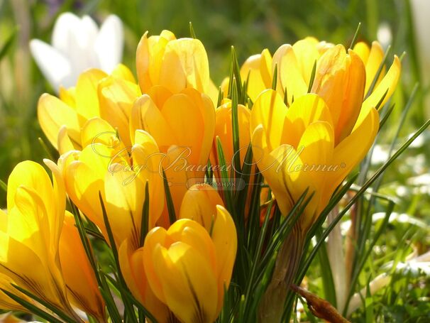 Крокус Желтый (Crocus Yellow) — фото 3