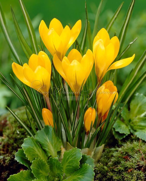 Крокус Желтый (Crocus Yellow) — фото 4