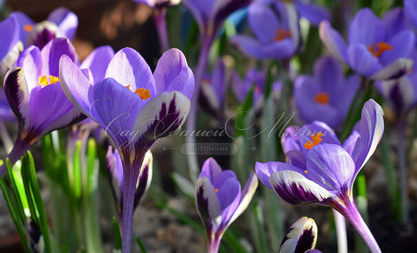 Крокус Зибера Спринг Бьюти (Crocus sieberi Spring Beauty) — фото 2