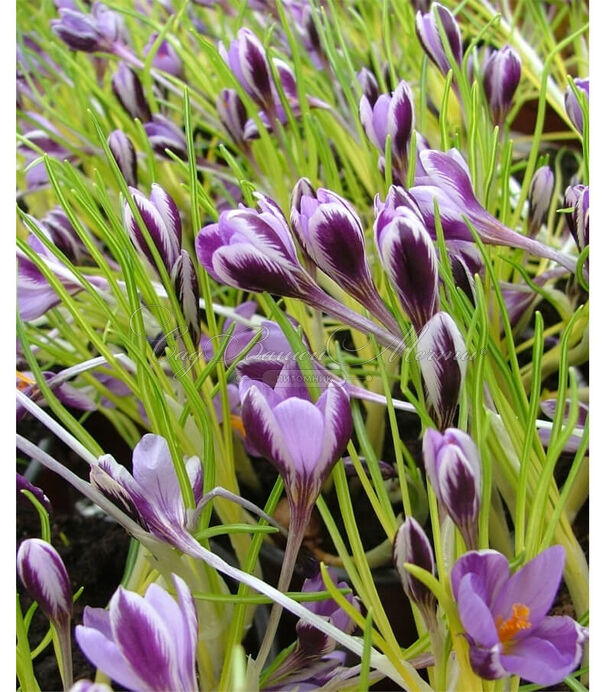 Крокус Зибера Спринг Бьюти (Crocus sieberi Spring Beauty) — фото 3