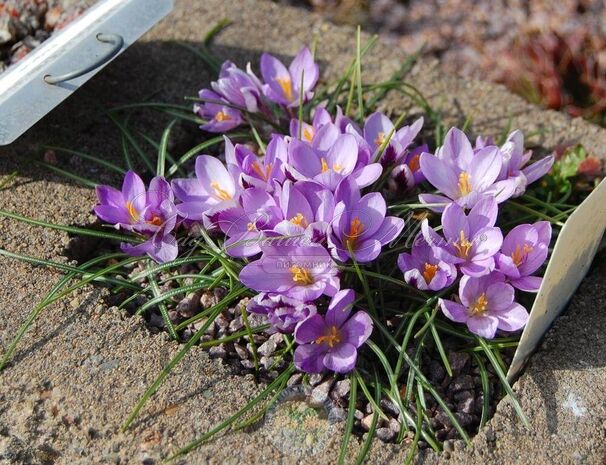 Крокус Зибера Спринг Бьюти (Crocus sieberi Spring Beauty) — фото 4