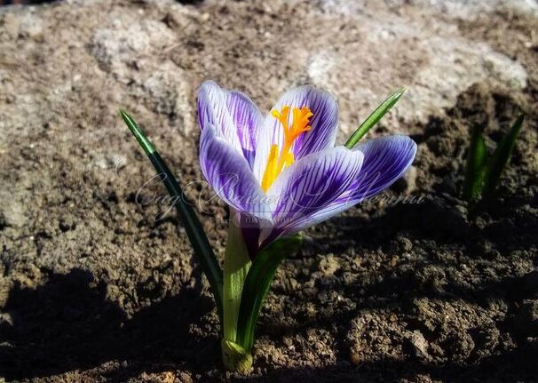 Крокус Зибера Спринг Бьюти (Crocus sieberi Spring Beauty) — фото 5