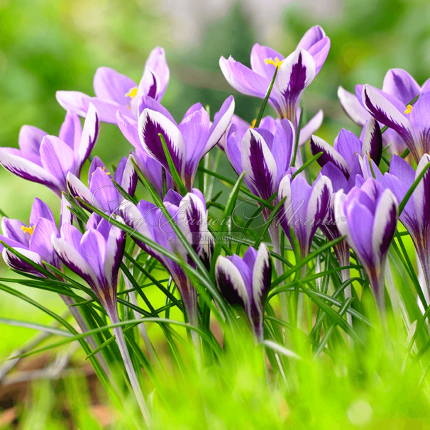 Крокус Зибера Спринг Бьюти (Crocus sieberi Spring Beauty) — фото 6