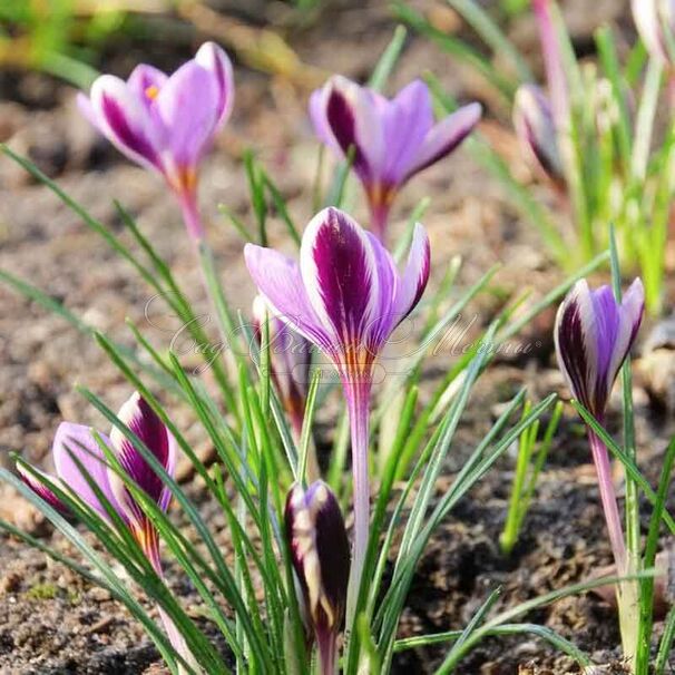 Крокус Зибера Спринг Бьюти (Crocus sieberi Spring Beauty) — фото 7