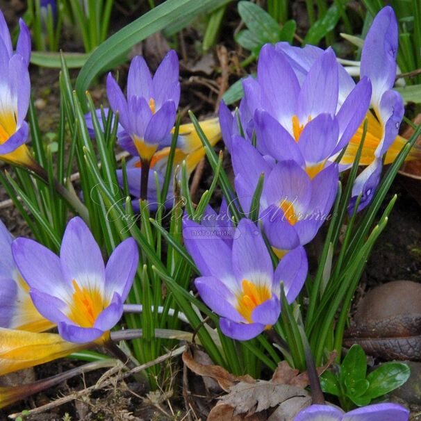 Крокус Зибера Триколор (Crocus sieberi Tricolor) — фото 2