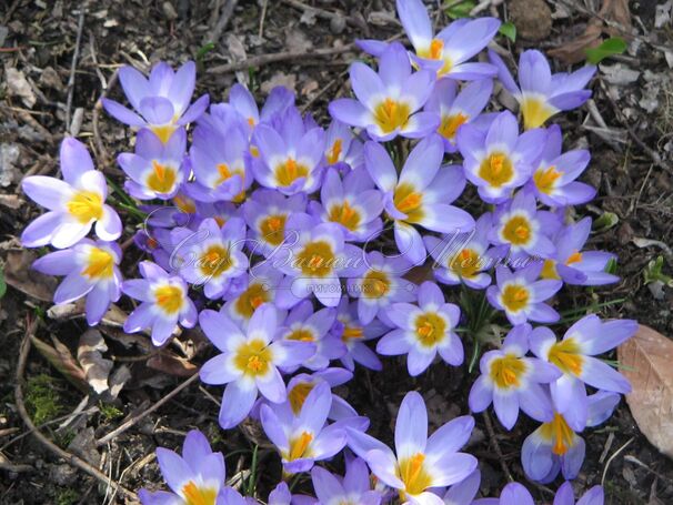 Крокус Зибера Триколор (Crocus sieberi Tricolor) — фото 3