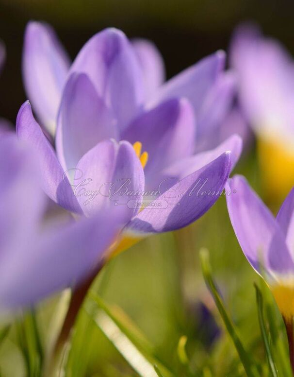 Крокус Зибера Триколор (Crocus sieberi Tricolor) — фото 5