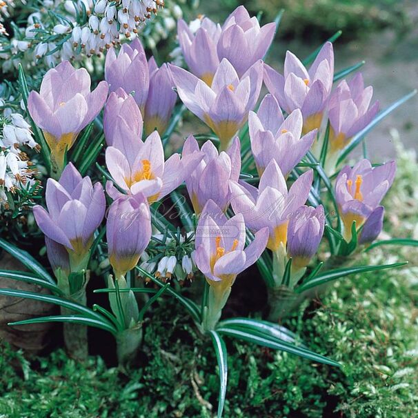 Крокус Зибера Файрфлай (Crocus sieberi Firefly) — фото 2