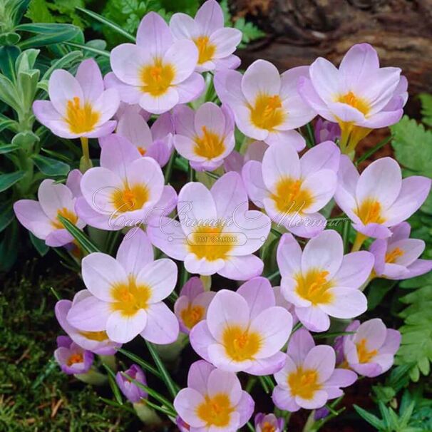 Крокус Зибера Файрфлай (Crocus sieberi Firefly) — фото 3