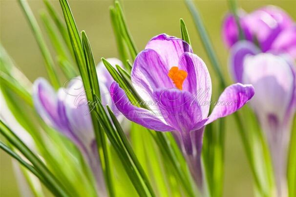 Крокус Кинг оф зе Страйпед (Crocus King of the Striped) — фото 2