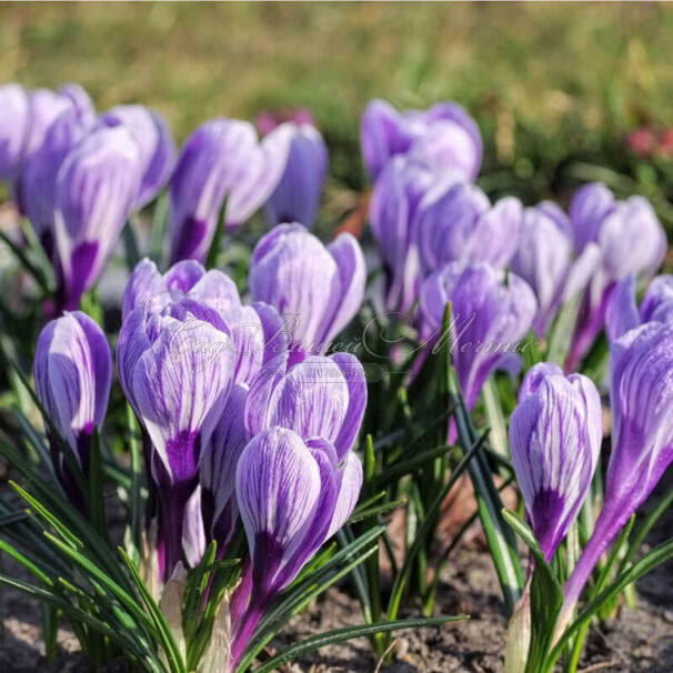 Крокус Кинг оф зе Страйпед (Crocus King of the Striped) — фото 3