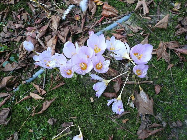 Крокус Кочи (Crocus kotschyanus) — фото 2