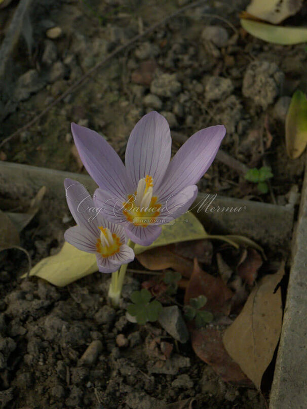 Крокус Кочи (Crocus kotschyanus) — фото 3