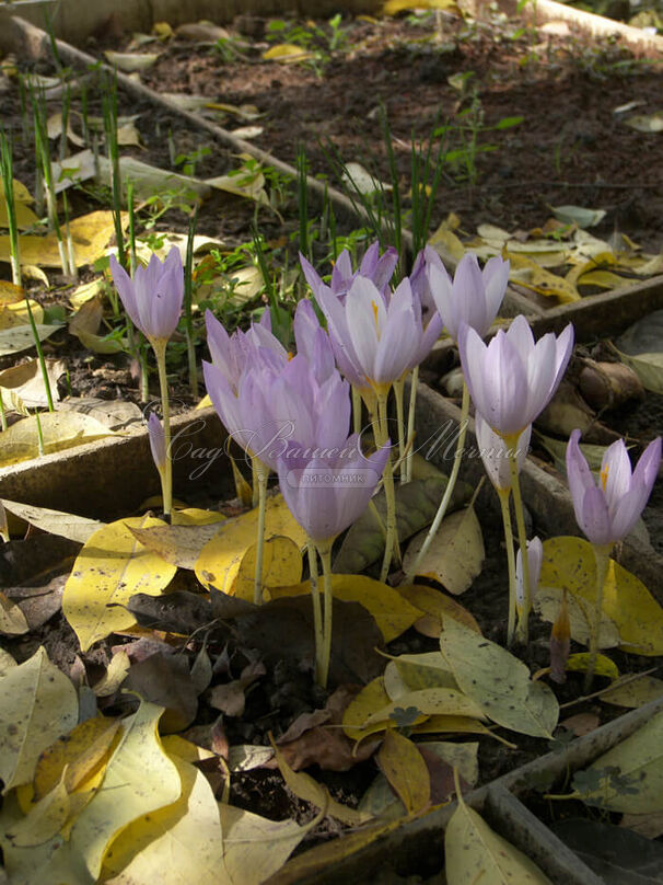 Крокус Кочи (Crocus kotschyanus) — фото 4