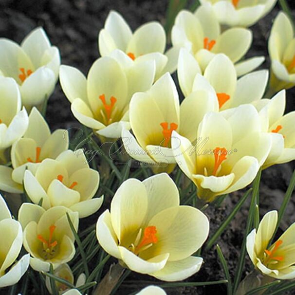 Крокус Крим Бьюти (Crocus Cream Beauty) — фото 2