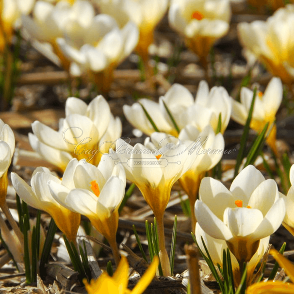 Крокус Крим Бьюти (Crocus Cream Beauty) — фото 3