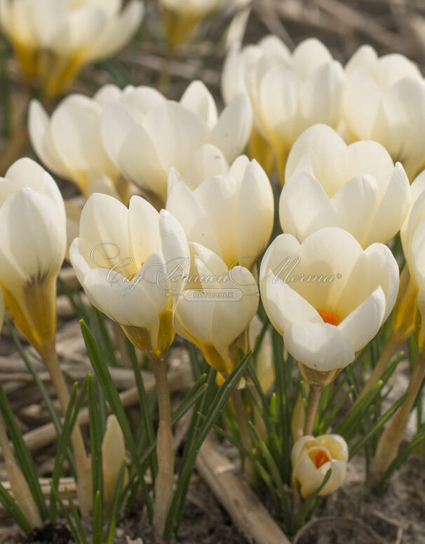 Крокус Крим Бьюти (Crocus Cream Beauty) — фото 11