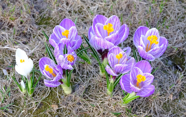 Крокус Пиквик (Crocus Pickwick) — фото 2