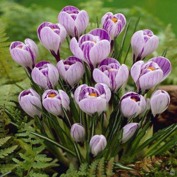 Крокус Пиквик (Crocus Pickwick) — фото 3