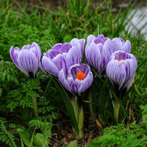 Крокус Пиквик (Crocus Pickwick) — фото 4