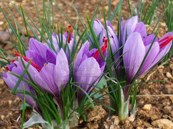 Крокус посевной (Crocus sativus) — фото 2