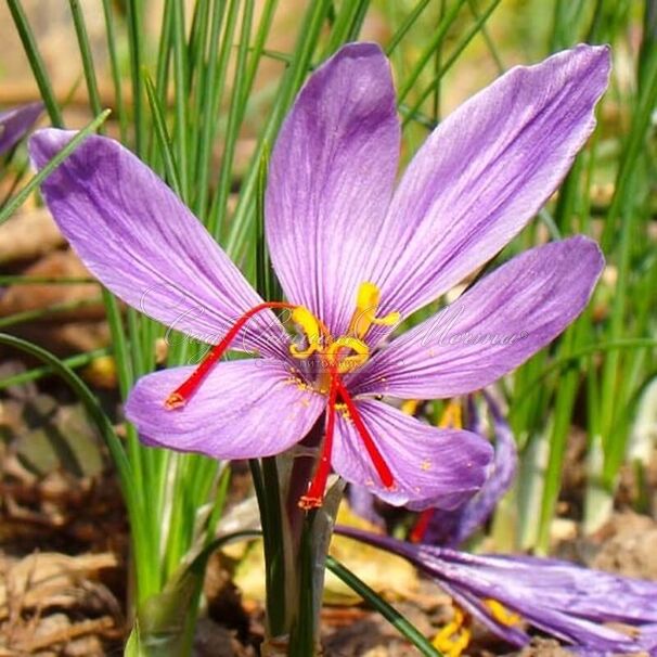 Крокус посевной (Crocus sativus) — фото 3