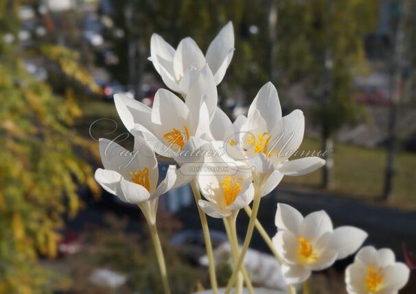 Крокус прекрасный Альбус (Crocus speciosus Albus) — фото 2