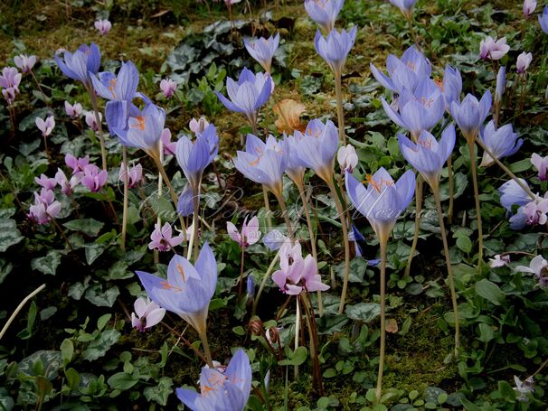 Крокус прекрасный Артабир (Crocus speciosus Artabir) — фото 2