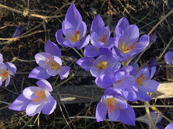 Крокус прекрасный Артабир (Crocus speciosus Artabir) — фото 3