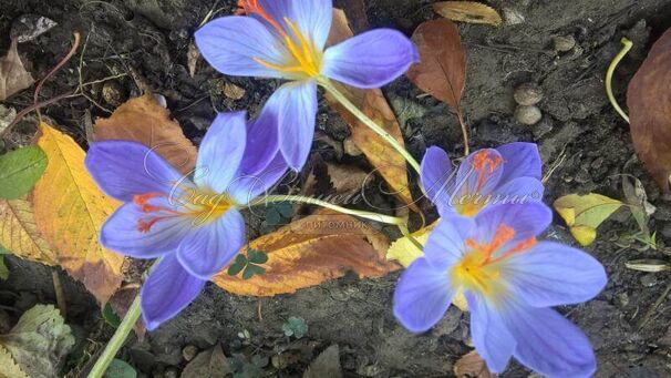 Крокус прекрасный Конкера (Crocus speciosus Conqueror) — фото 3