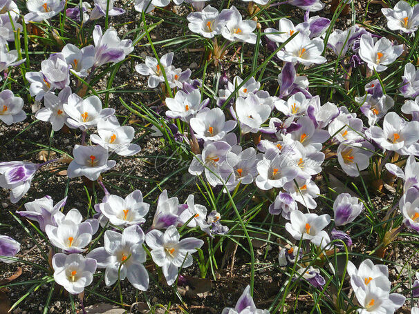 Крокус Принц Клаус (Crocus Prins Claus) — фото 2