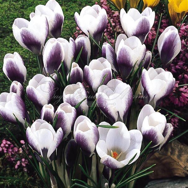 Крокус Принц Клаус (Crocus Prins Claus) — фото 4