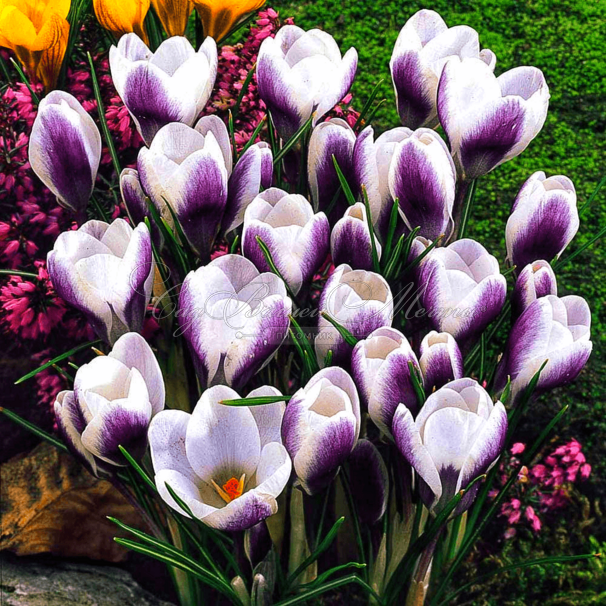 Крокус Принц Клаус (Crocus Prins Claus) — фото 6