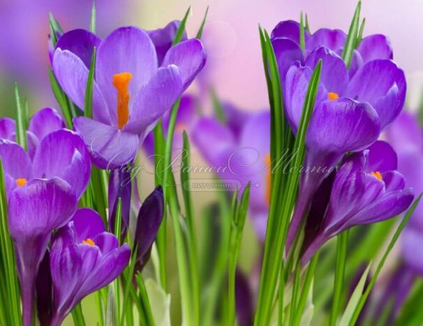 Крокус Ремембранс (Crocus Remembrance) — фото 2