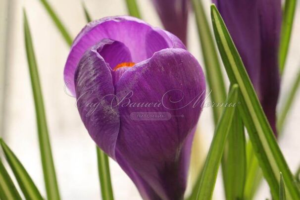 Крокус Ремембранс (Crocus Remembrance) — фото 3