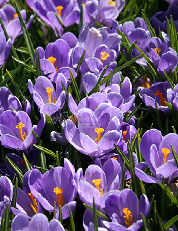 Крокус Ремембранс (Crocus Remembrance) — фото 4