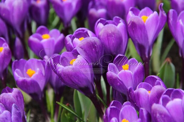 Крокус Ремембранс (Crocus Remembrance) — фото 5