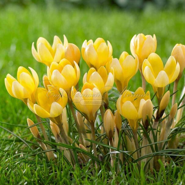 Крокус Романс (Crocus Romance) — фото 3