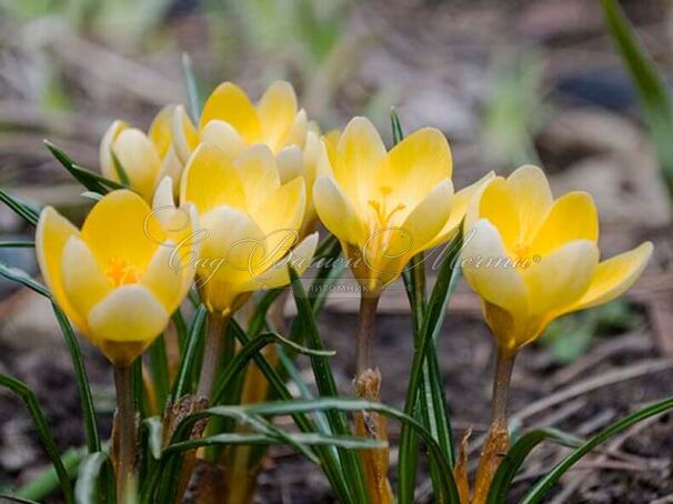 Крокус Романс (Crocus Romance) — фото 4