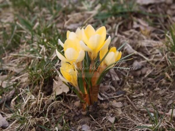 Крокус Романс (Crocus Romance) — фото 5