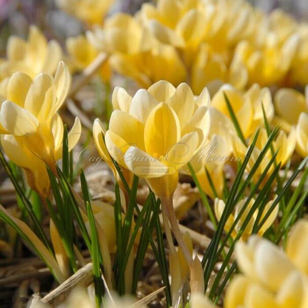 Крокус Романс (Crocus Romance) — фото 6